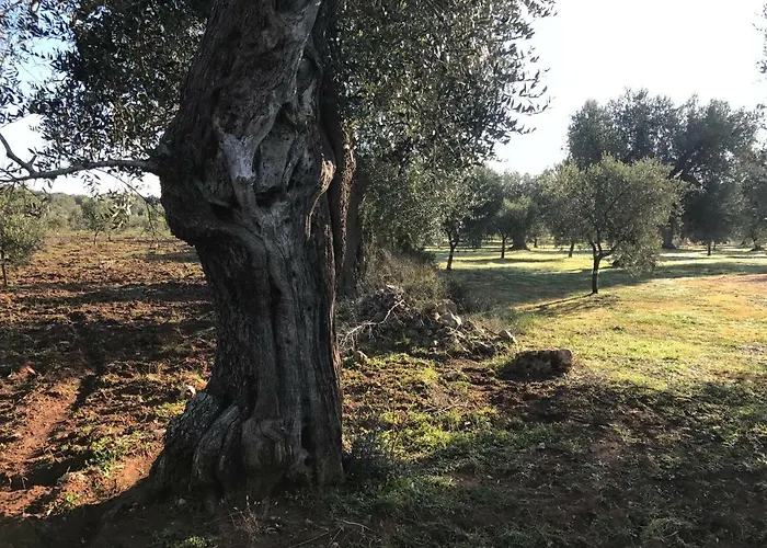 Li Caseddi Ti Lu Cesarinu 3*