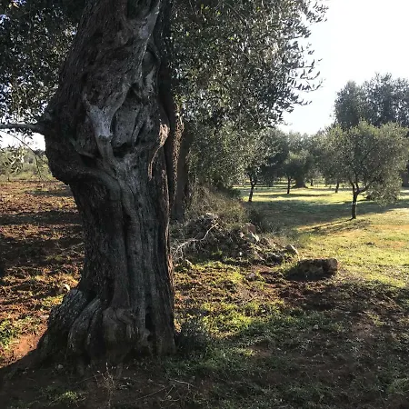 Li Caseddi Ti Lu Cesarinu 3*